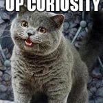 I can has cheezburger cat Meme Generator - Imgflip