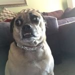 Paranoid Puggle | WHEN YOU HEAR CAR DOORS SHUT OUTSIDE; BUT DON'T SEE ANYONE | image tagged in paranoid puggle | made w/ Imgflip meme maker