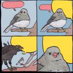 Birds meme