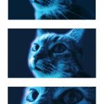 Blue Cat is Judging You meme