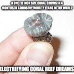 CORAL | A ONE (1) INCH SIZE CORAL GROWS IN 4 MONTHS IN A NURSERY WHILE 2 YEARS IN THE WILD ? ELECTRIFYING CORAL REEF DREAMS | image tagged in coral | made w/ Imgflip meme maker
