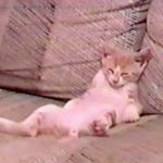 Couch Kitten in Training