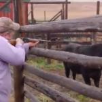 Tester Shoots Cows