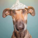 dog conspiracy alu hat