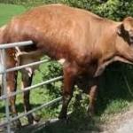 Cow on Fence