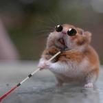 Hamster ciego