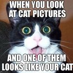 nani | WHEN YOU LOOK AT CAT PICTURES; AND ONE OF THEM LOOKS LIKE YOUR CAT | image tagged in whoa cat,nani,cats,meow,memes,funny cat memes | made w/ Imgflip meme maker