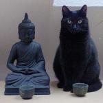 zen cat meme