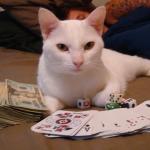 cat with cards