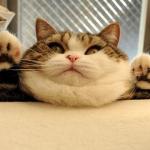 Jabba the Hutt fat cat