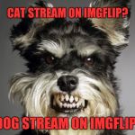 Cats and dogs, living together... well, segregated. So technically, not living together, but on the same street. | CAT STREAM ON IMGFLIP? DOG STREAM ON IMGFLIP! | image tagged in mean dog,memes,imgflip,political correctness,new rules,cats and dogs | made w/ Imgflip meme maker