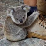 Koala found someone