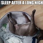 Wasted dog sleeping | HOW I SLEEP AFTER A LONG NIGHT OUT | image tagged in wasted dog sleeping | made w/ Imgflip meme maker