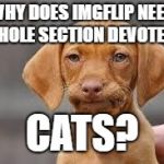 Disappointed Dog | WHY DOES IMGFLIP NEED A WHOLE SECTION DEVOTED TO; CATS? | image tagged in disappointed dog | made w/ Imgflip meme maker