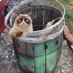 Grumpy Cat Barrel