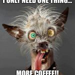 Mexican Hairless Dog | I ONLY NEED ONE THING…; MORE COFFEE!! | image tagged in mexican hairless dog | made w/ Imgflip meme maker