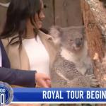 Royal Koala