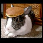 Pancake Bunny