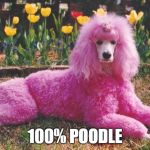 Poodle | 100% POODLE | image tagged in poodle | made w/ Imgflip meme maker