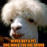Backwood Goat | NEVER BUY A PET DOG WHEN YOU ARE DRUNK | image tagged in backwood goat | made w/ Imgflip meme maker