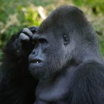 Gorilla Scratching Head | image tagged in gorilla scratching head | made w/ Imgflip meme maker