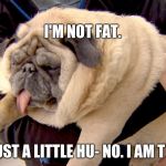 fat pug | I'M NOT FAT. I AM JUST A LITTLE HU- NO. I AM T H I C C | image tagged in fat pug | made w/ Imgflip meme maker