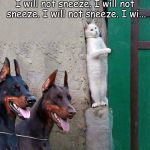 White cat hiding from dobermans | I will not sneeze. I will not sneeze. I will not sneeze. I wi... | image tagged in white cat hiding from dobermans | made w/ Imgflip meme maker