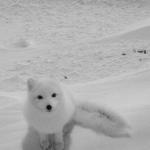 Arctic Foxy Wants...