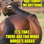 horses ass | IF LIFE HAS TAUGHT ME ANYTHING, IT'S THAT THERE ARE FAR MORE HORSE'S ASSES THAN THERE ARE HORSES. | image tagged in horses ass | made w/ Imgflip meme maker