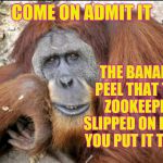 Creepy Condescending Monkey | COME ON ADMIT IT; THE BANANA PEEL THAT THE ZOOKEEPER SLIPPED ON I SAW YOU PUT IT THERE | image tagged in creepy condescending monkey,memes,funny,creepy condescending wonka,zoo,monkeys | made w/ Imgflip meme maker