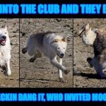DANG IT WHO INVITED MOON MOON | WALK INTO THE CLUB AND THEY BE LIKE; GOSH HECKIN DANG IT, WHO INVITED MOON MOON | image tagged in moon moon,walk into the club like,heck | made w/ Imgflip meme maker