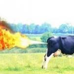 Fire Farting Cow meme