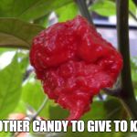 Give kids Carolina Reapers to teach them not to go near your property ever again. | ANOTHER CANDY TO GIVE TO KIDS | image tagged in carolina reaper,halloween,happy halloween,candy,privacy,trick or treat | made w/ Imgflip meme maker