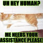 I NEEDS HELP | UH HEY HUMAN? ME NEEDS YOUR ASSISTANCE PLEASE! | image tagged in i needs help | made w/ Imgflip meme maker