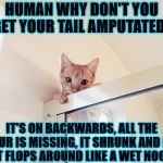 BROKEN TAIL | HUMAN WHY DON'T YOU GET YOUR TAIL AMPUTATED? IT'S ON BACKWARDS, ALL THE FUR IS MISSING, IT SHRUNK AND IT JUST FLOPS AROUND LIKE A WET NOODLE! | image tagged in broken tail | made w/ Imgflip meme maker