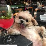 Dog Posing with a cocktail