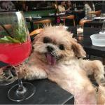Dog Posing with a cocktail