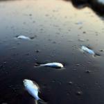 Fishing in the Gulf without a pole