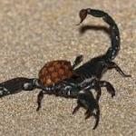 Scumbag Scorpion