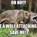 Red wolf | OH NO!!! I GOT A WOLF ATTACKING ME; SAVE ME! | image tagged in red wolf | made w/ Imgflip meme maker