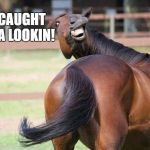 Horse people can be heard saying the darndest things when checking out a horse | CAUGHT YA LOOKIN! | image tagged in caught ya looking,fun,funny memes,horses | made w/ Imgflip meme maker