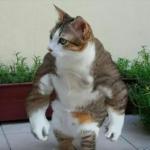 Muscle Cat meme