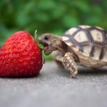 Turtle eating strawberry