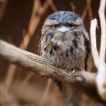 Unimpressed owl
