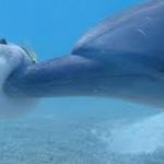 Dolphin Boops Pufferfish