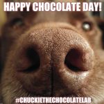 Happy Chocolate Day!  | HAPPY CHOCOLATE DAY! #CHUCKIETHECHOCOLATELAB | image tagged in chuckie the chocolate lab,chocolate,chocolate day,chocolate lab,dogs,funny | made w/ Imgflip meme maker