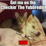 Warning killer cat | Get me on the Checkin' The Yubbreddit; NOW | image tagged in warning killer cat,plz get me on yubreddit,credit me if you post it on yubreddit,thx | made w/ Imgflip meme maker