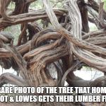 Where Home Depot & Lowes Gets Their Lumber | RARE PHOTO OF THE TREE THAT HOME DEPOT & LOWES GETS THEIR LUMBER FROM | image tagged in twisted tree | made w/ Imgflip meme maker