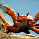 Crab rave, crab | image tagged in crab rave crab | made w/ Imgflip meme maker