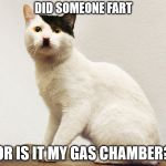 is it my gas chamber? | DID SOMEONE FART; OR IS IT MY GAS CHAMBER? | image tagged in cat hitler | made w/ Imgflip meme maker